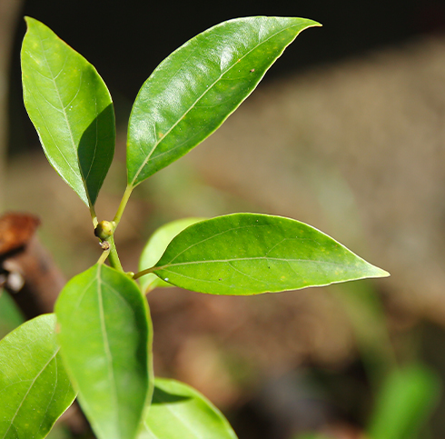 Menthe Poivrée